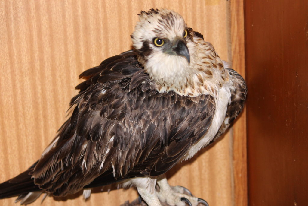 Waterproofing a Sea Eagle